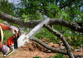Best Tree Disease Treatment  in Lawnside, NJ