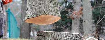 Best Tree and Shrub Care  in Lawnside, NJ