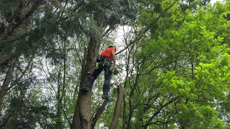 Best Fruit Tree Pruning  in Lawnside, NJ