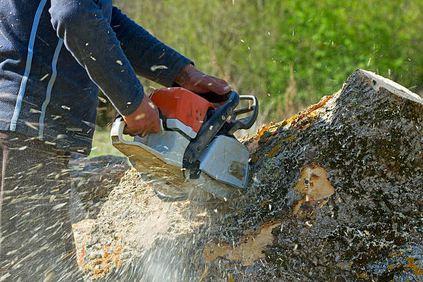 Best Commercial Tree Services  in Lawnside, NJ