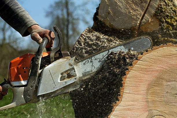 Best Root Management and Removal  in Lawnside, NJ