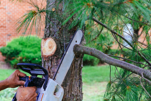 Trusted Lawnside, NJ Tree Removal Experts